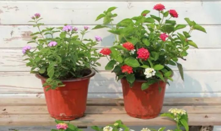 最新跳蛋閱讀視頻，溫馨的讀書時光探索之旅