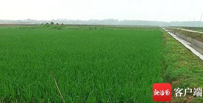 澄邁最新動態(tài)，自然美景探索之旅，尋覓內(nèi)心平和與寧靜的旅程