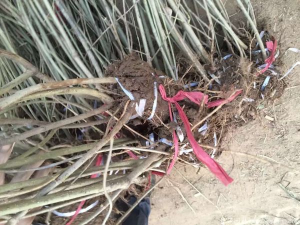 連翅最新價格深度解析，歷史背景、重要事件與地位探討