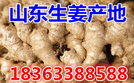 鮮姜最新價格揭秘，自然美景背后的旅行探索之旅