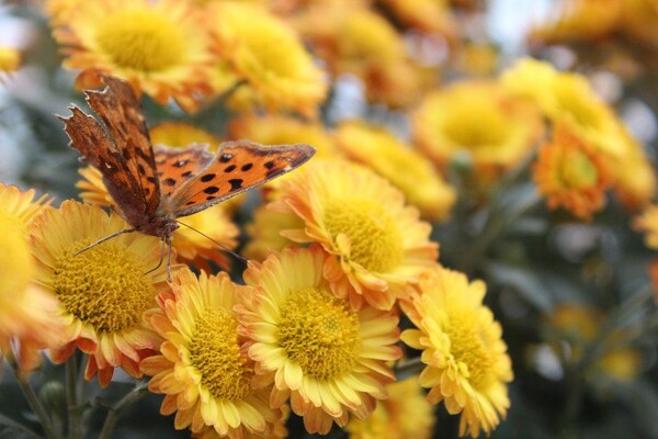 番茄最新作品，用學(xué)習(xí)之鑰，開啟自信與成就的大門