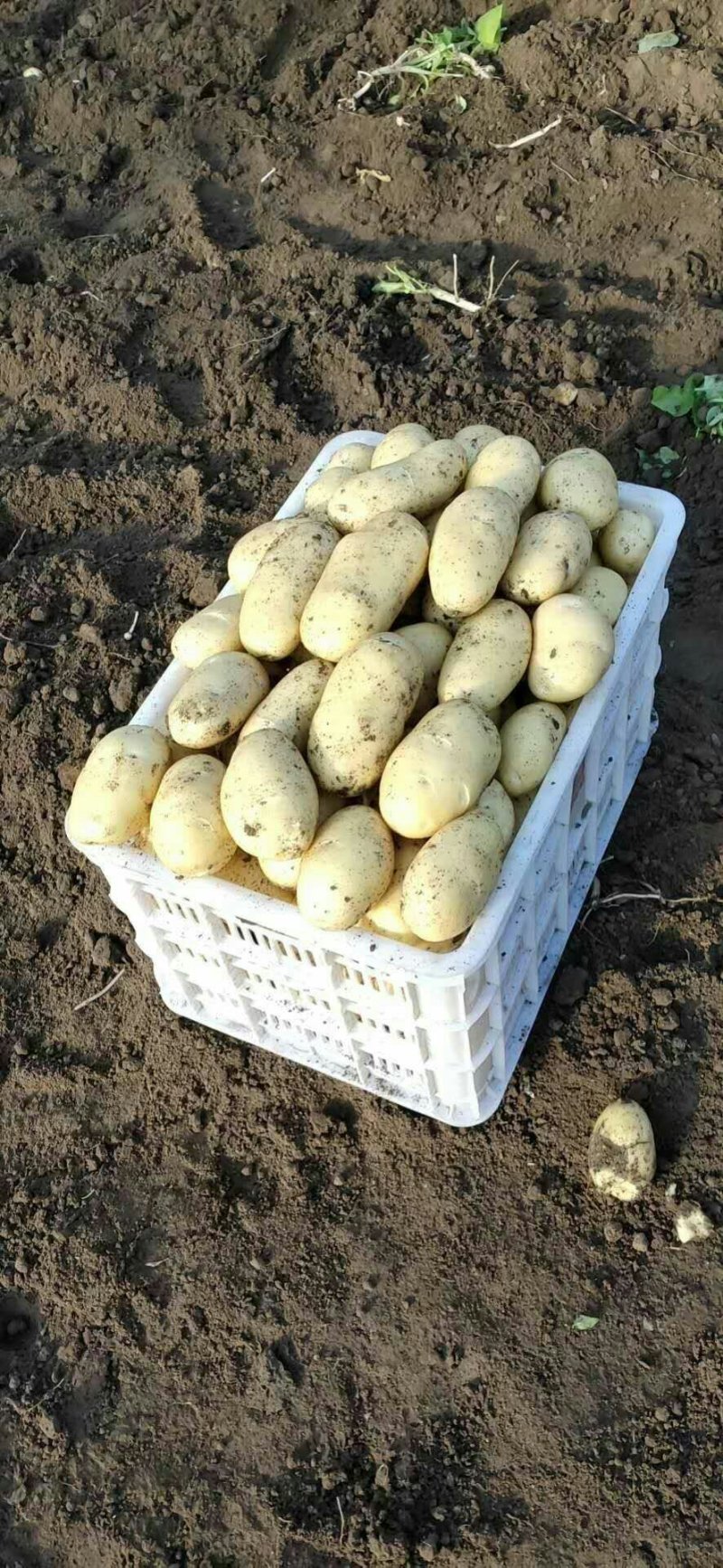 萊西土豆最新價(jià)格動(dòng)態(tài)，變化中的價(jià)值與學(xué)習(xí)中的力量