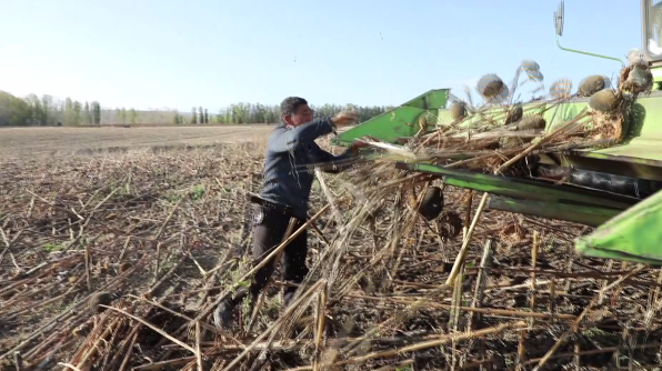 油葵最新價格獲取指南及行情分析