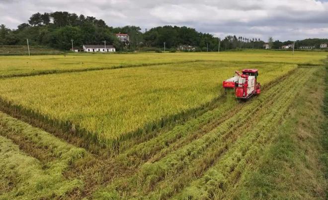 最新直播稻技術(shù)揭秘，小巷深處的稻田直播秘境探索