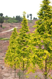 最新彩葉樹種種植與養(yǎng)護指南，從選種到養(yǎng)護一步到位！