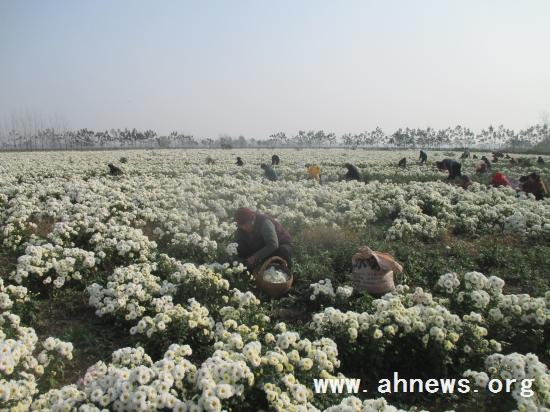 界首最新新聞，學(xué)習(xí)變革的力量，自信與成就感的融合之路