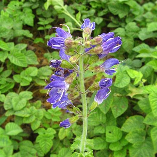 亳州丹參最新價格，市場走勢及選購指南全解析