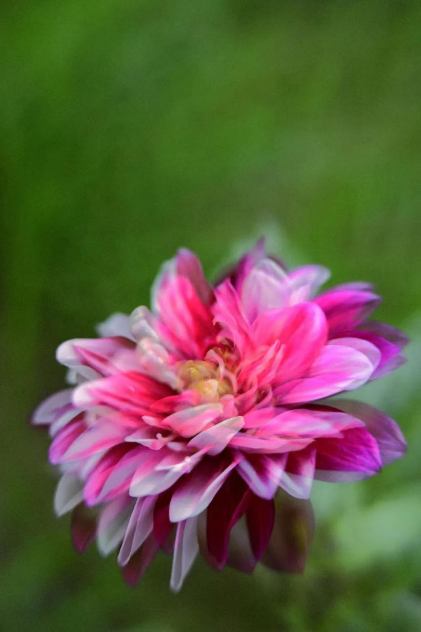 最新花舞，綻放的藝術(shù)之美欣賞