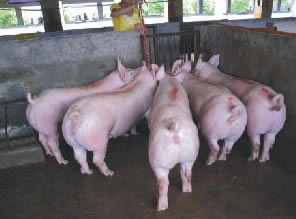 最新仔豬品種選擇與飼養(yǎng)指南，品種介紹與飼養(yǎng)步驟全解析