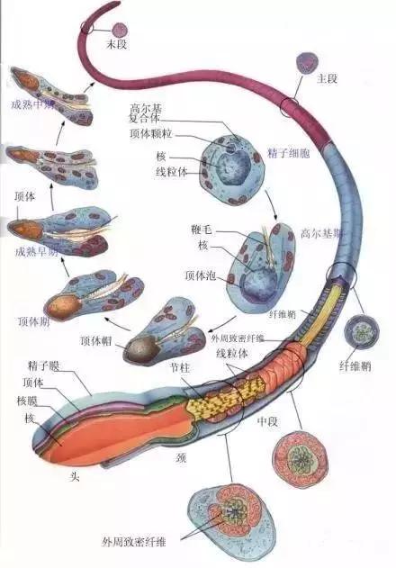 窩精子最新，小巷中的秘密風味探索