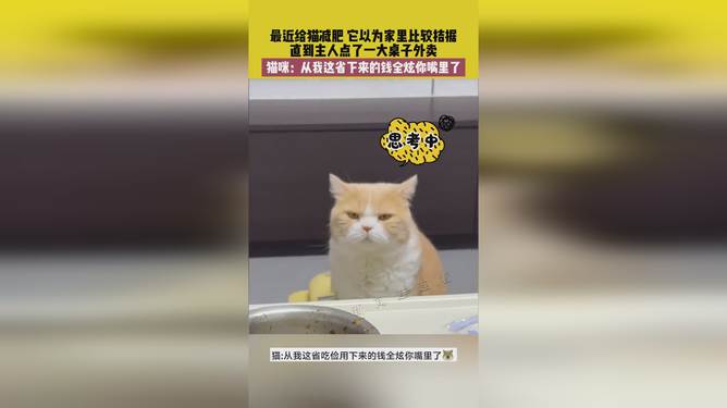 省貓任務(wù)輕松完成指南，最新技能學(xué)習(xí)與任務(wù)執(zhí)行詳細步驟