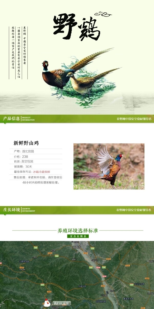 深度剖析，最新山雞的背景、事件與地位概述