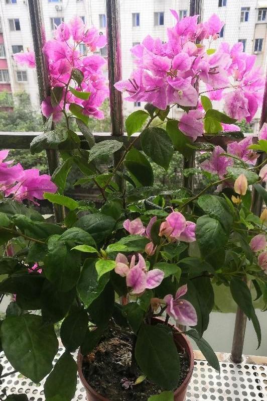 小巷深處的獨(dú)特花語(yǔ)，最新殘花之美