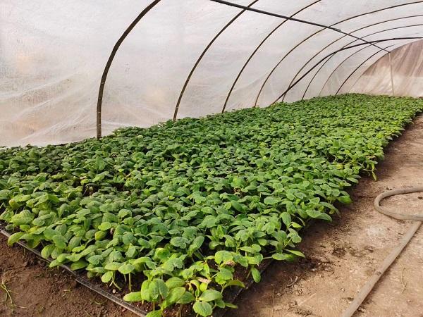 探索自然美景的輕松之旅，最新黃瓜社區(qū)