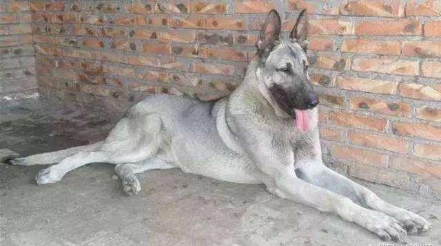 日本最新動態(tài)，溫馨日常趣事與最新情報分享