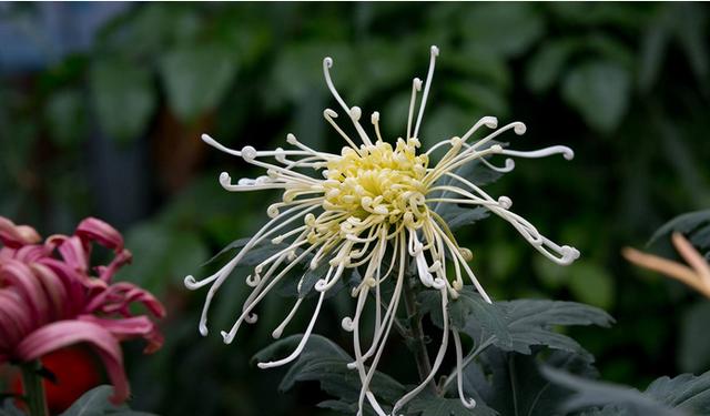 摧花最新配方揭秘，綻放美麗新篇章