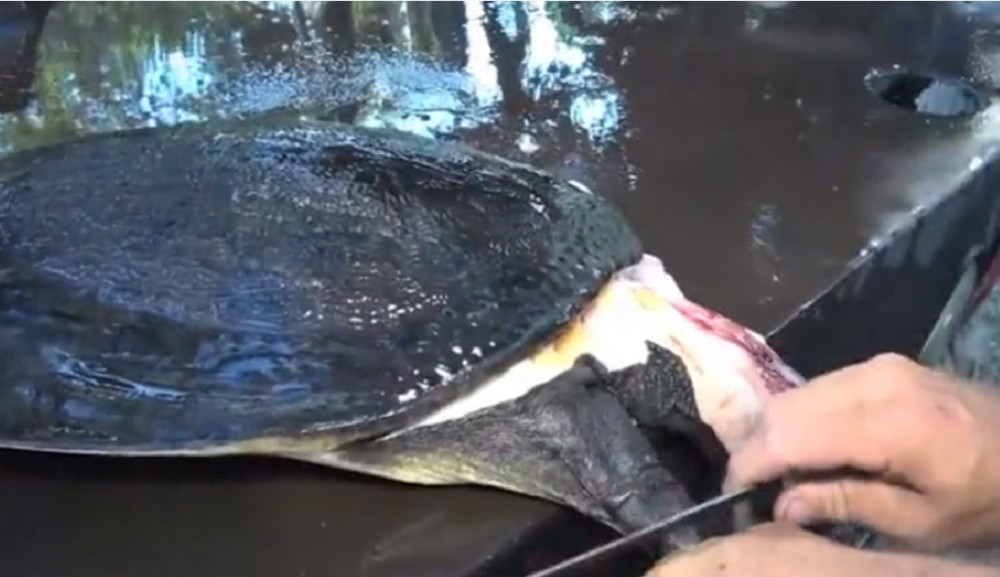 最新釣甲魚，一段垂釣樂趣的溫馨時光