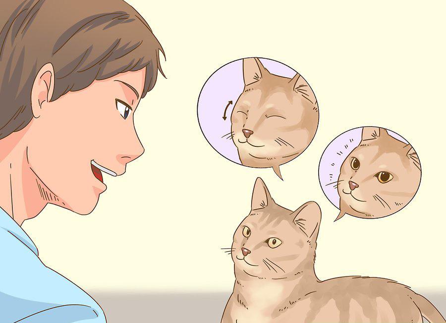 貓咪最新破譯，高科技重塑貓奴生活，智能養(yǎng)貓新時(shí)代的開啟