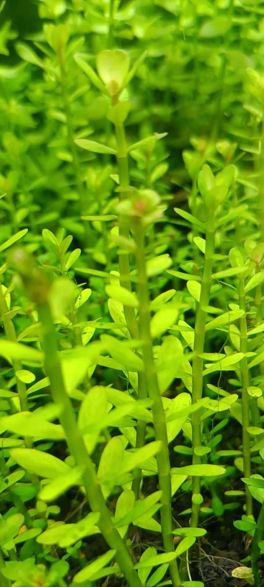 最新福利草草，自然美景之旅，探尋內(nèi)心平和與喜悅的旅程