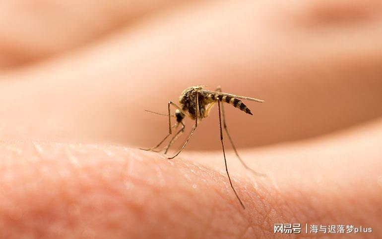揭秘蚊子世界，最新報道與防治策略探索