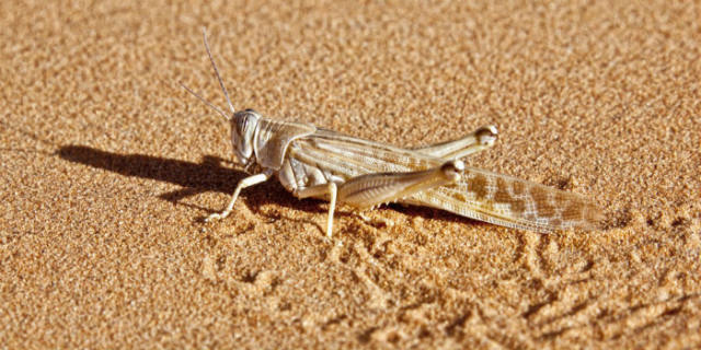 蝗災(zāi)最新動(dòng)態(tài)，科技先鋒引領(lǐng)抗災(zāi)新時(shí)代