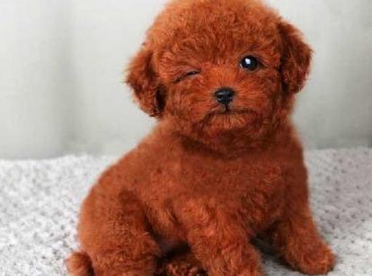 最新小鹿犬，趣事不斷，傳遞溫馨友誼與愛的小使者