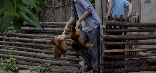 最新版偷雞，從變化中學(xué)習(xí)，擁抱自信，成就非凡之路