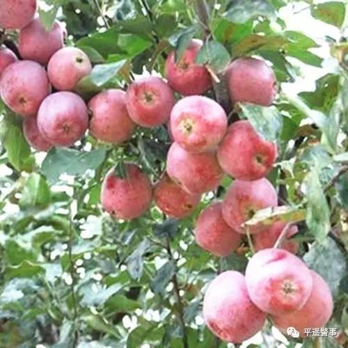 西太后愛(ài)心包最新系列，時(shí)尚與慈善的完美結(jié)合，展現(xiàn)獨(dú)特魅力風(fēng)采