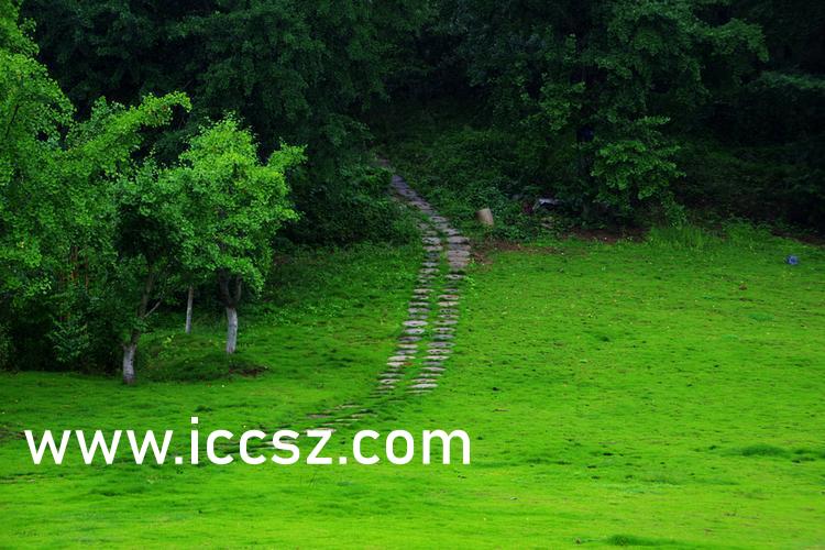 伊人最新一本，日常溫馨趣事與情感紐帶的交織