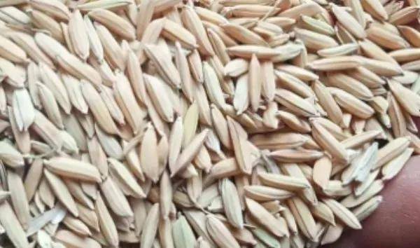 夏鳴星谷子最新科技，點亮生活，科技璀璨引領未來