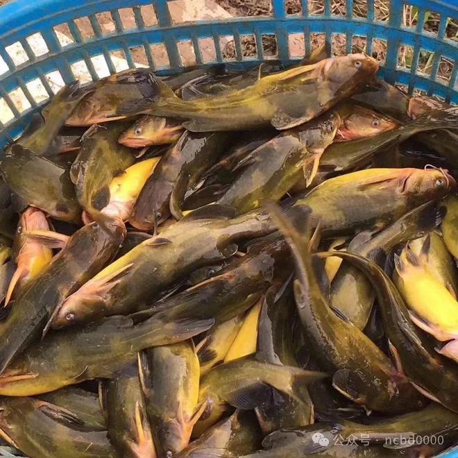 黃顙魚最新報價大全，專業(yè)指南與實時更新