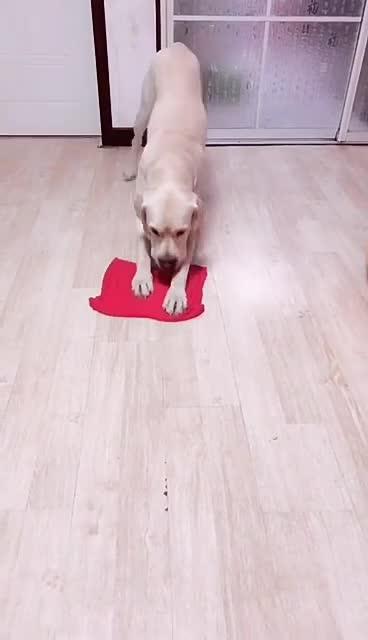 最新狗小視頻，溫馨日常故事